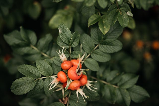 What are the Skincare Benefits of Rosehip?